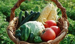 爆料辽宁蔬菜种子视频